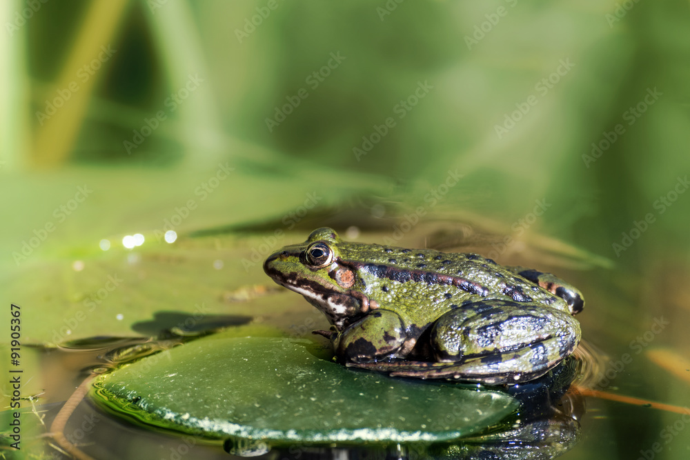water frog water frog