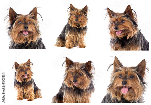 Sequence of photos of a beautiful dog