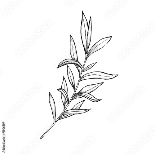 Sketch of flowers by hand on an isolated background