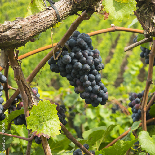 juicy ripe wine in vineyard