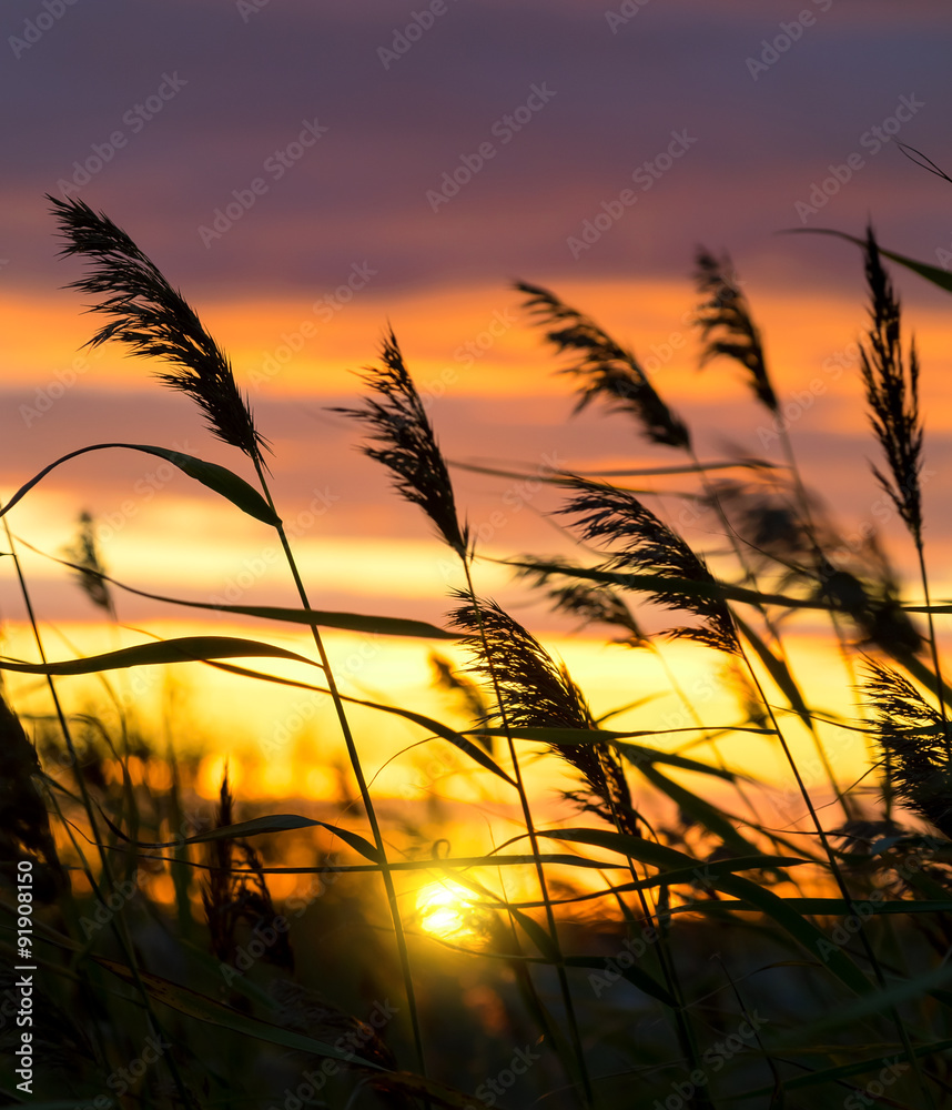 Reed against the background of a dramatic sunset sky