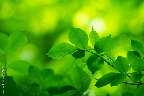 Картината върху платно fresh and green leaves
