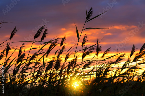 Reed against the background of a dramatic sunset sky