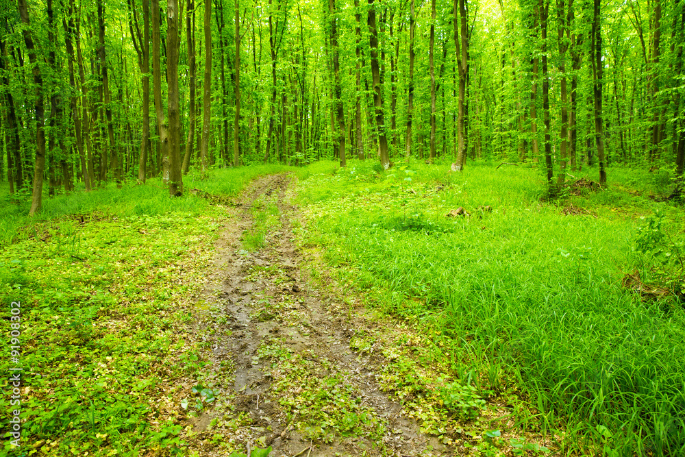 Obraz premium forest trees