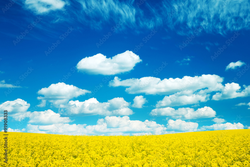 Obraz premium Summer Landscape with Wheat Field and Clouds
