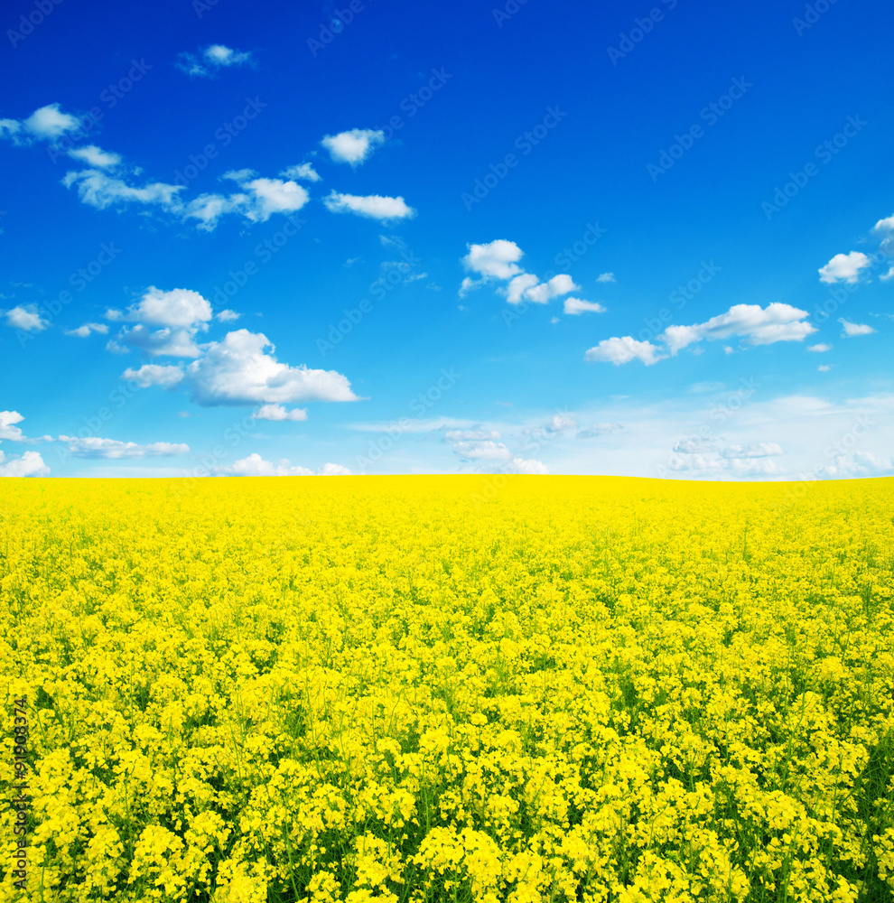 Obraz premium Summer Landscape with Wheat Field and Clouds