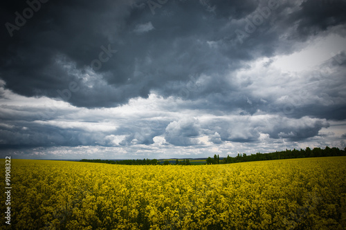 Summer Landscape with Wheat Field and Clouds