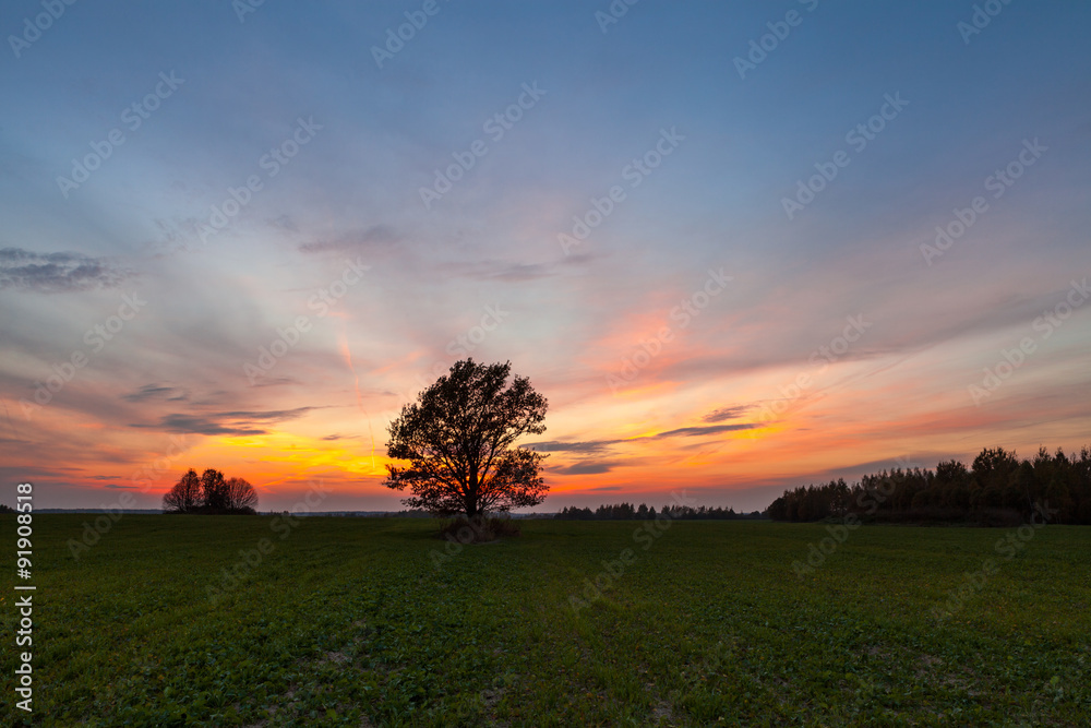 Fototapeta premium Oak at sunset