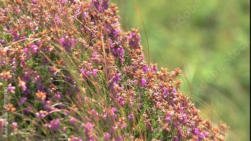 Close up of Kinsale heather in the wind along the Irish coast
