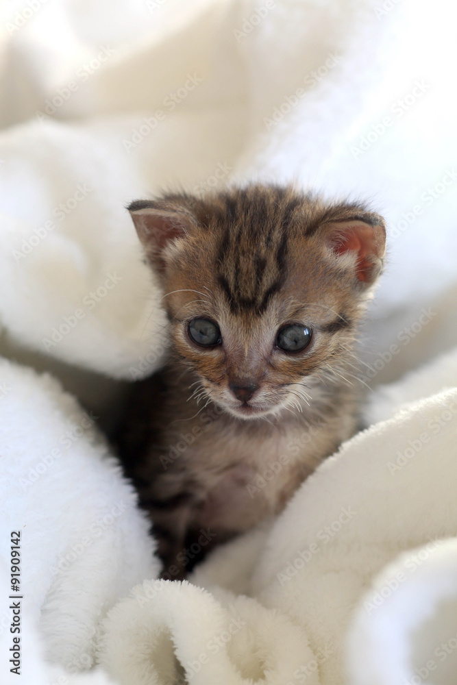 cucciolo di gatto