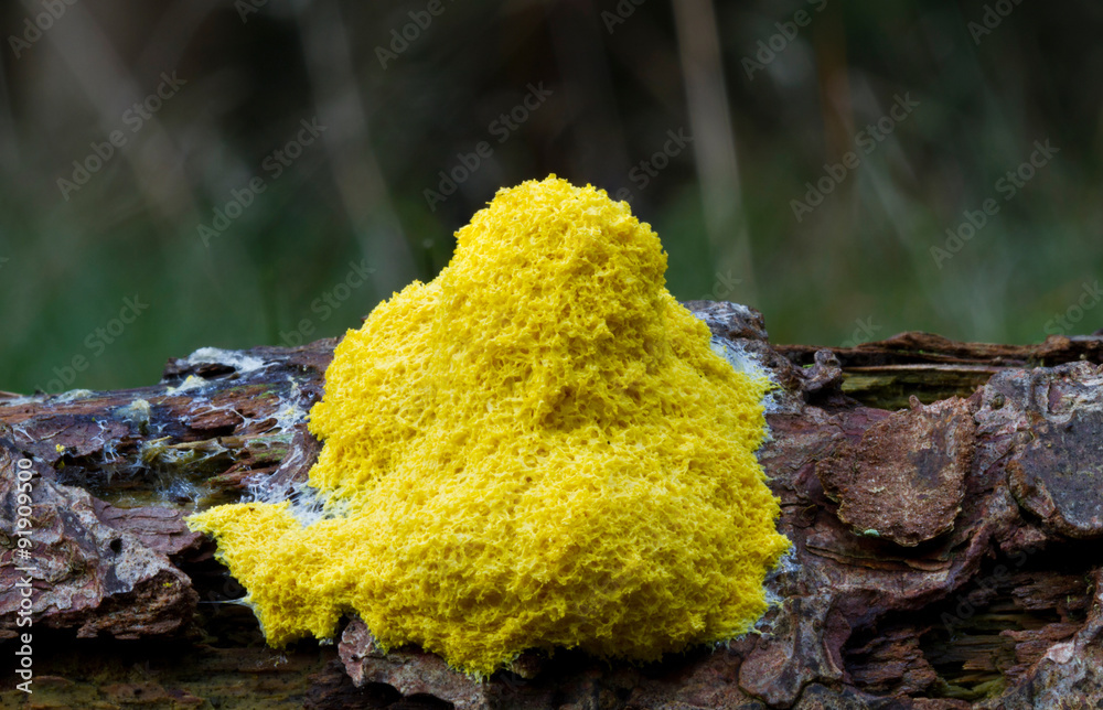 Obraz premium Scrambled egg slime or Flowers of tan (Fuligo septica), a species of plasmodial slime mold, on the bark of a dead pine tree