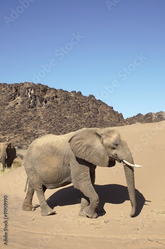Elefanti del deserto photo