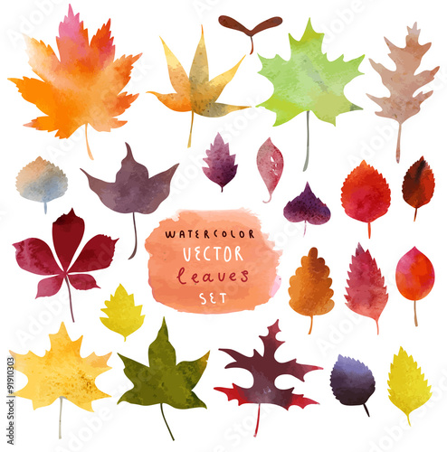 Leaves set watercolor vector
