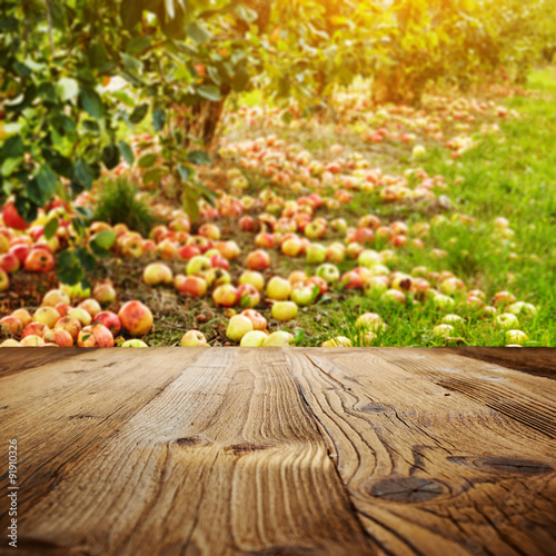 autumn apple orchard background