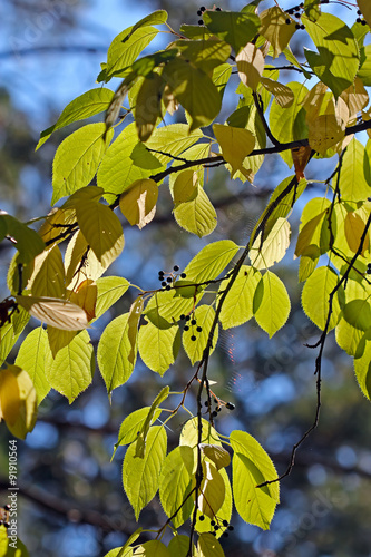 Черёмуха Маака (Prunus maackii; Padus maackii)