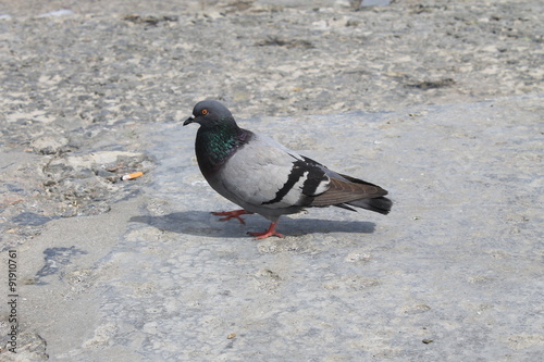 Gray pigeon