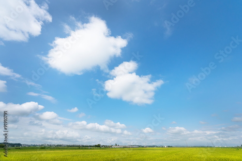 Fototapeta Naklejka Na Ścianę i Meble -  Blue Sky and the Ricefield