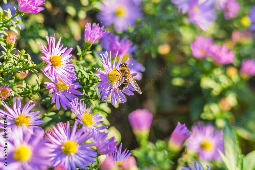 A bee on lilac asters A bee on lilac asters