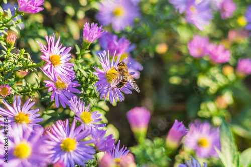 A bee on lilac asters