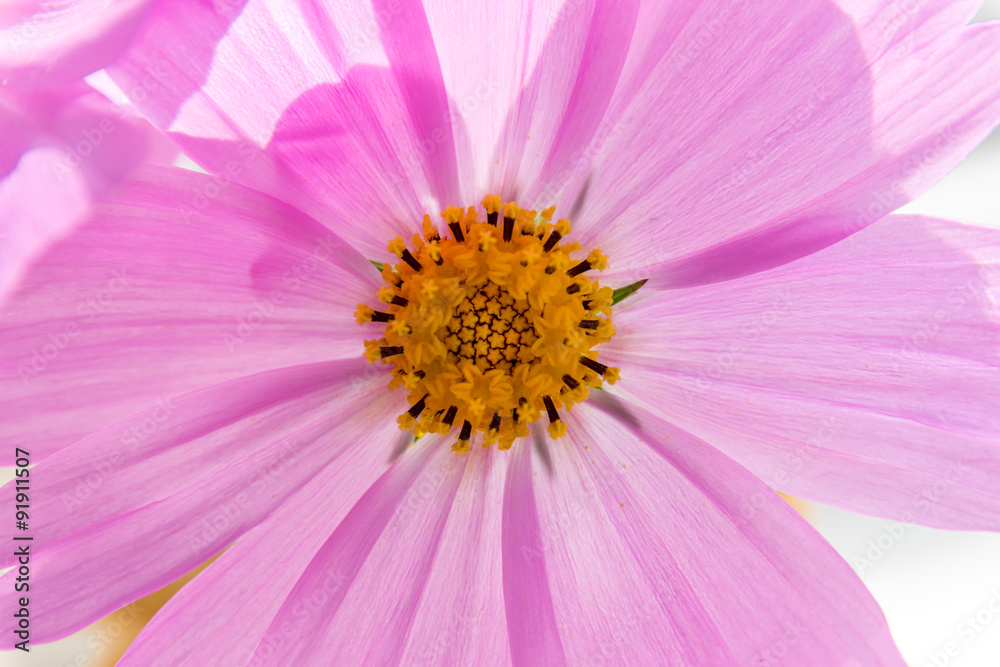 Pink cosmos flower. Selective focus with shallow depth of field. Pink cosmos flower. Selective focus with shallow depth of field.