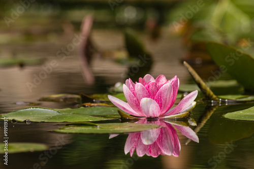 pink and white water lily