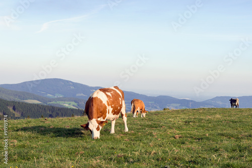 Kuh auf der Alm in der Abendsonne © Sonja Birkelbach