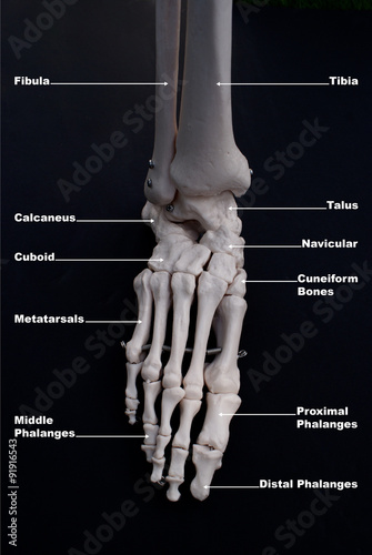 Foot Anterior View, Labelled  photo