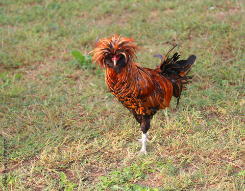 Rooster farms with the tuft of feathers photo