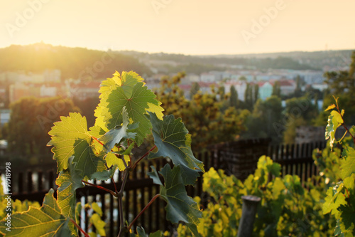 Lush Grape Vineyard, Prague,Czech Republic