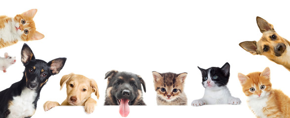 Collection of pet