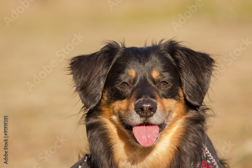 Dog looks attentively at the camera