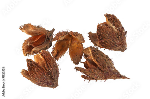 Tableau sur toile Beechnuts and husks on a plain white background.