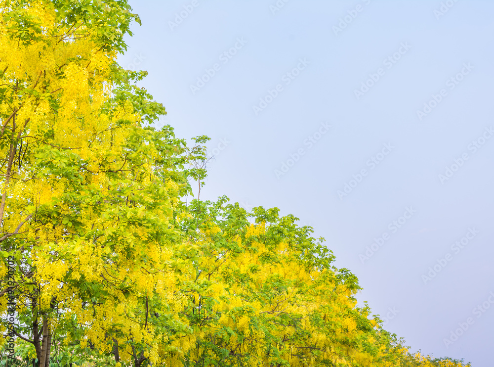 Fototapeta premium Golden Shower flower in Chiang mai Thailand