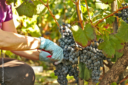Cortar un racimo de uvas, vendimia photo