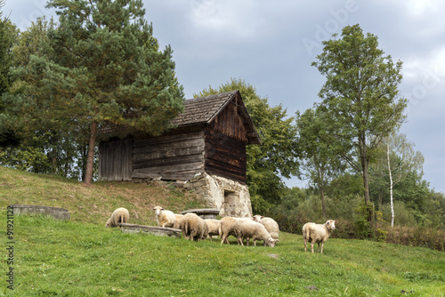 Sheep on the fileld, Poland