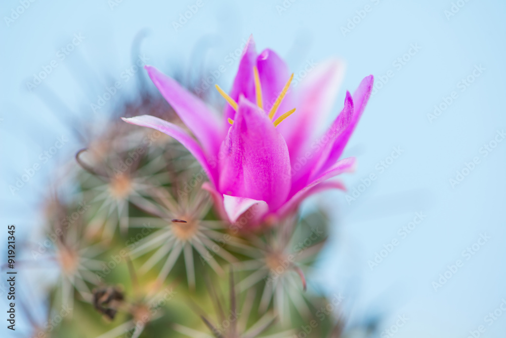 Closed up Cactusc Pink Flower