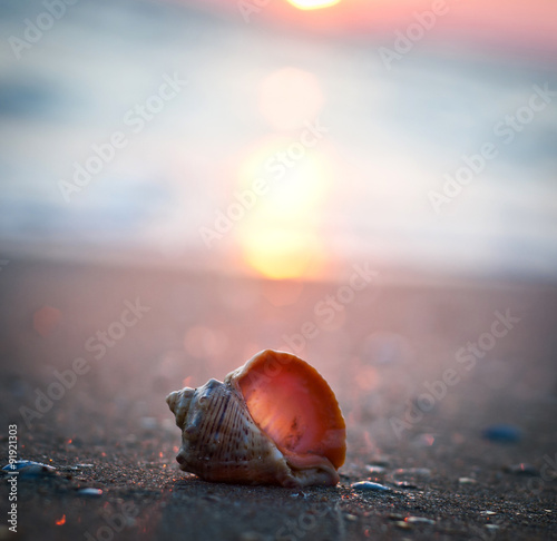 shell on sunset