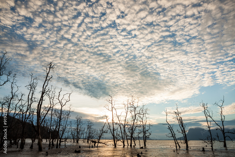 Dead trees and muddy beach at sunset Dead trees and muddy beach at sunset