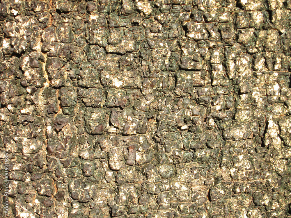 Obraz premium bark texture background