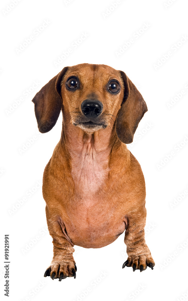 Moving Ahead In Life/ Little dachshund dog moving forward toward camera. Moving Ahead In Life/ Little dachshund dog moving forward toward camera.