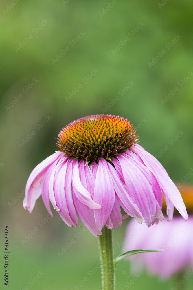 Purpur-Sonnenhut (Echinacea purpurea) Purpur-Sonnenhut (Echinacea purpurea)