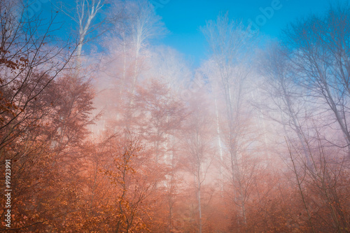 Misty forest with frostbitten tops © varenyk