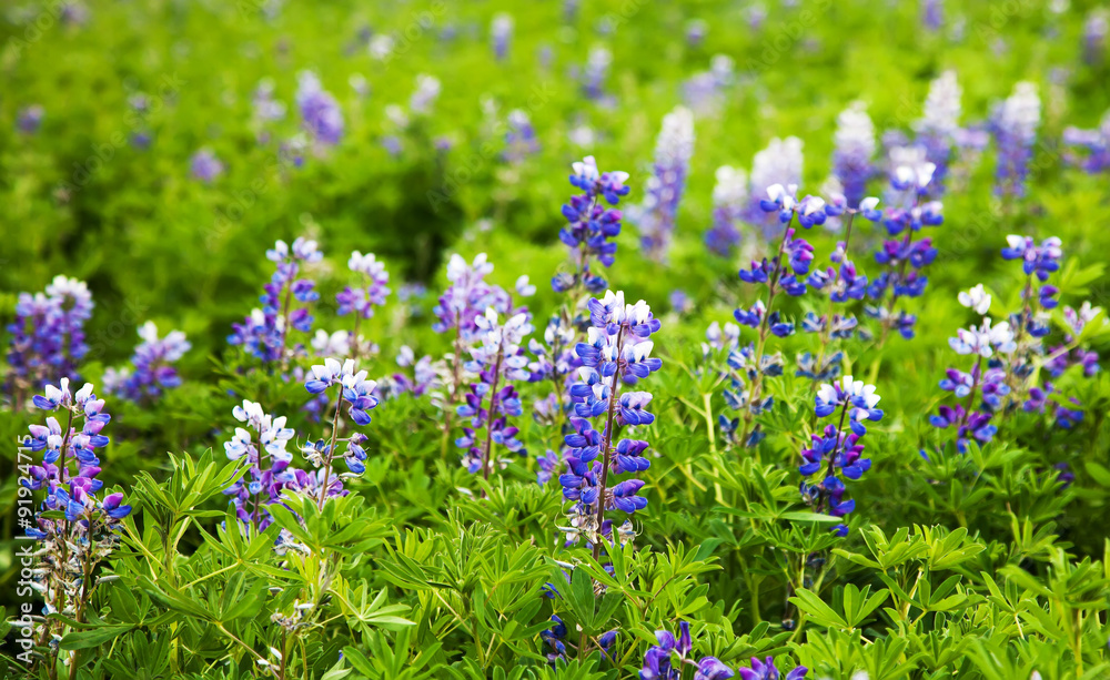 Obraz premium The typical summer landscape detail of Iceland