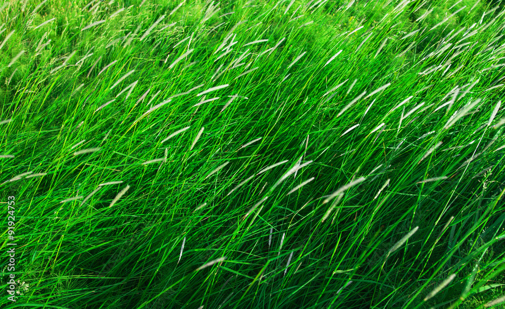 Icelandic meadow tall grass in summer Icelandic meadow tall grass in summer
