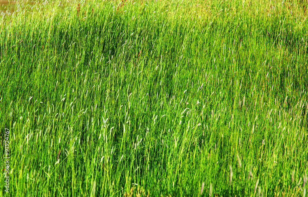Icelandic meadow tall grass in summer Icelandic meadow tall grass in summer