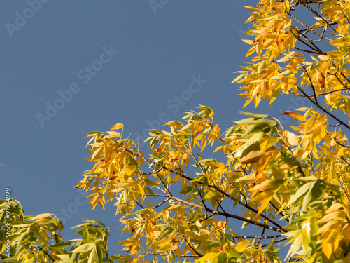 autumnal golden foliage of ash Penn on background of blue sky photo