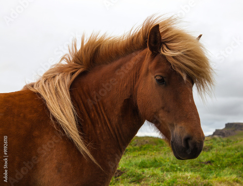 Authentic Icelandic horse  beautiful friendly animal