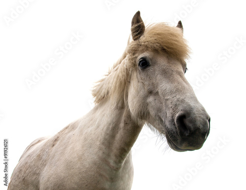 Authentic Icelandic horse, beautiful friendly animal © sasaperic