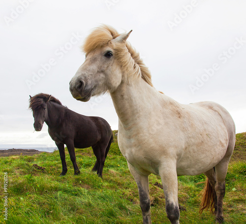 Fototapeta Naklejka Na Ścianę i Meble -  Authentic Icelandic horse, beautiful friendly animal