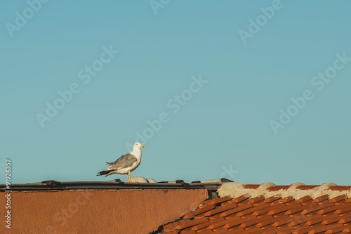       Чайка на крыше дома